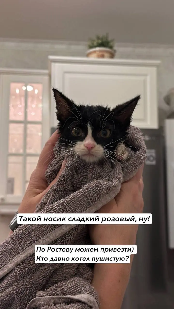Ростов) Пристраиваем малышку розовоносую, смелая и ласковая, пока купали молчала и даже когти не выпустила. Забирайте, ну! #пристройростов | Сетка — социальная сеть от hh.ru