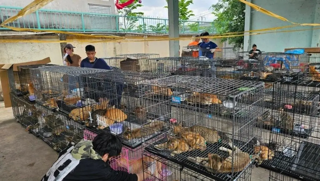 Полиция поймала во Вьетнаме банду воров кошек 🐾🚨 | Сетка — социальная сеть от hh.ru