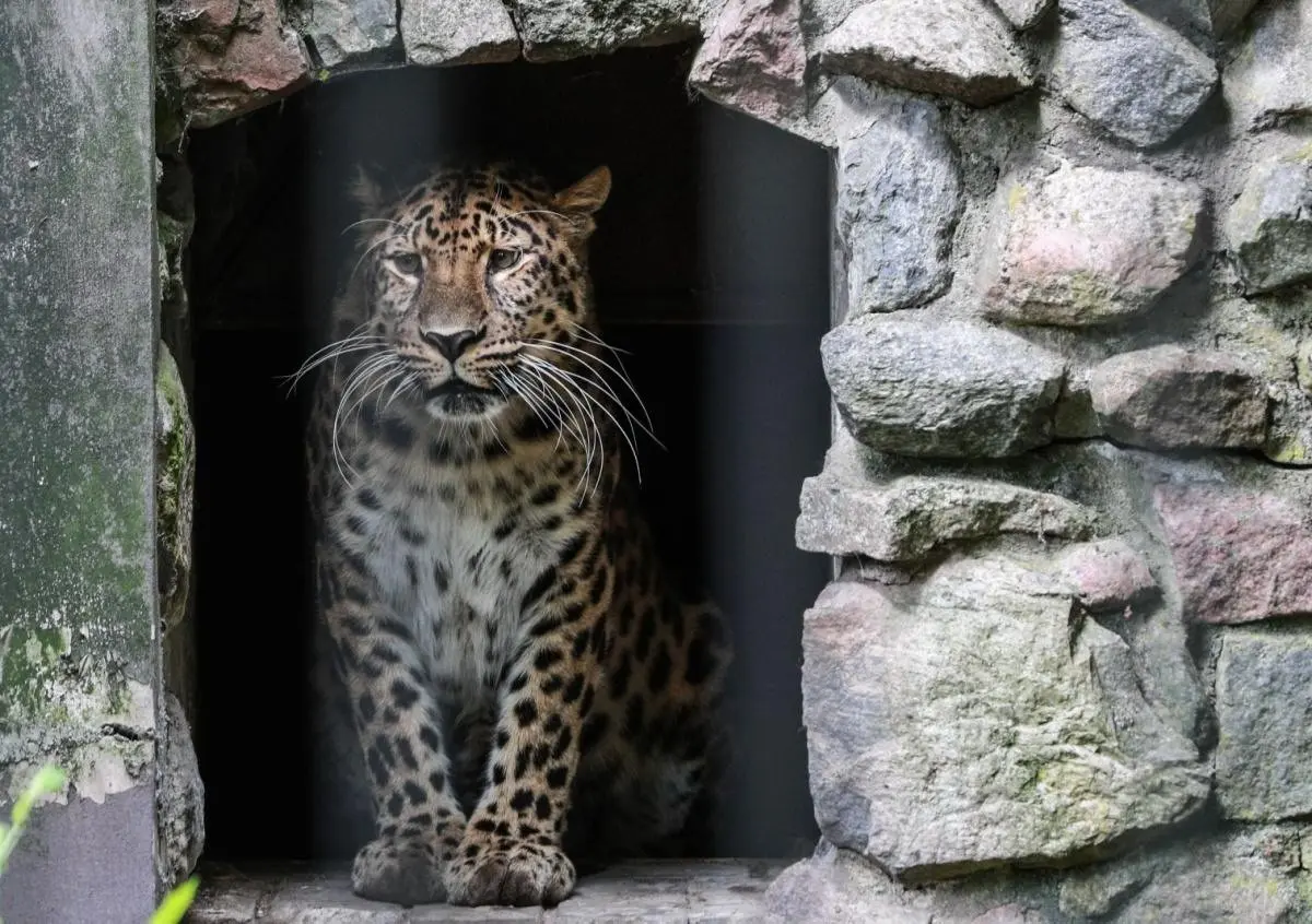 Леопард напал на людей в Индии и ворвался в жилой дом 🐆⚡ | Сетка — социальная сеть от hh.ru