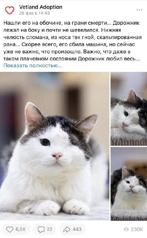 Кот из приюта стал мордочкой бренда наполнителя 🐈
Предприниматель Дмитрий забрал из приюта Дорожника — одноглазого кота, которому долго не могли найти дом | Сетка — социальная сеть от hh.ru