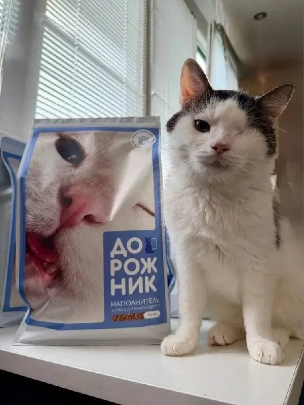 Кот из приюта стал мордочкой бренда наполнителя 🐈
Предприниматель Дмитрий забрал из приюта Дорожника — одноглазого кота, которому долго не могли найти дом | Сетка — социальная сеть от hh.ru