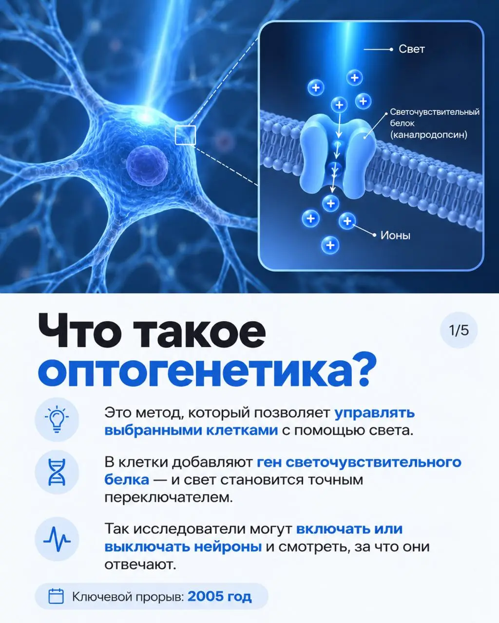 Вчера Нобелевскую премию по физиологии и медицине 2026 года присудили Карлу Дайссероту, Петеру Хегеманну и Георгу Нагелю — за открытия, связанные со светоуправляемыми ионными каналами и оптогенетикой | Сетка — социальная сеть от hh.ru