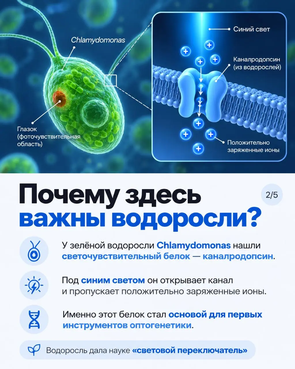 Вчера Нобелевскую премию по физиологии и медицине 2026 года присудили Карлу Дайссероту, Петеру Хегеманну и Георгу Нагелю — за открытия, связанные со светоуправляемыми ионными каналами и оптогенетикой | Сетка — социальная сеть от hh.ru