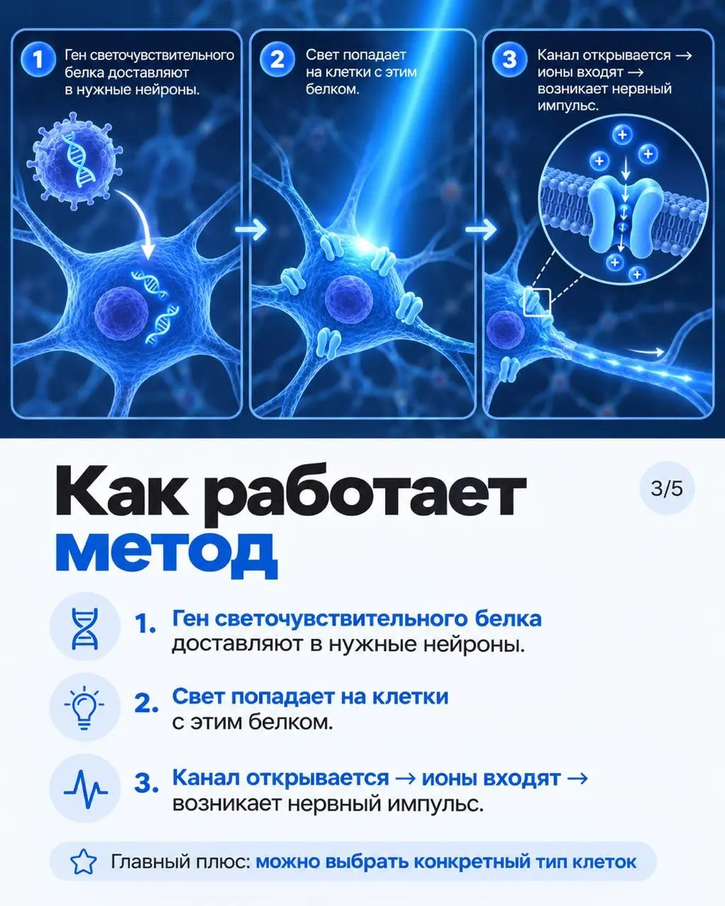 Вчера Нобелевскую премию по физиологии и медицине 2026 года присудили Карлу Дайссероту, Петеру Хегеманну и Георгу Нагелю — за открытия, связанные со светоуправляемыми ионными каналами и оптогенетикой | Сетка — социальная сеть от hh.ru