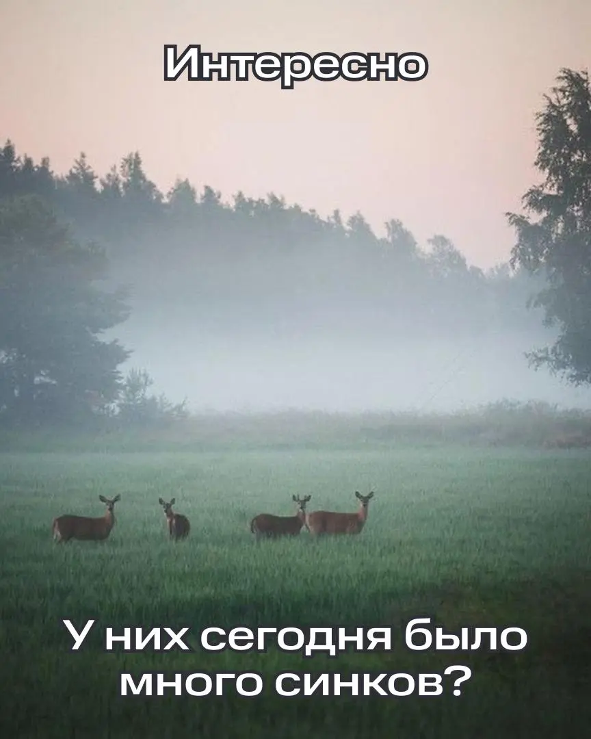 Иногда мы так много думаем о синках, задачах и дедлайнах, что даже в горах не смогли бы отвлечься от рабочих чатов и спросили бы у первого же пастуха про вайфай | Сетка — социальная сеть от hh.ru
