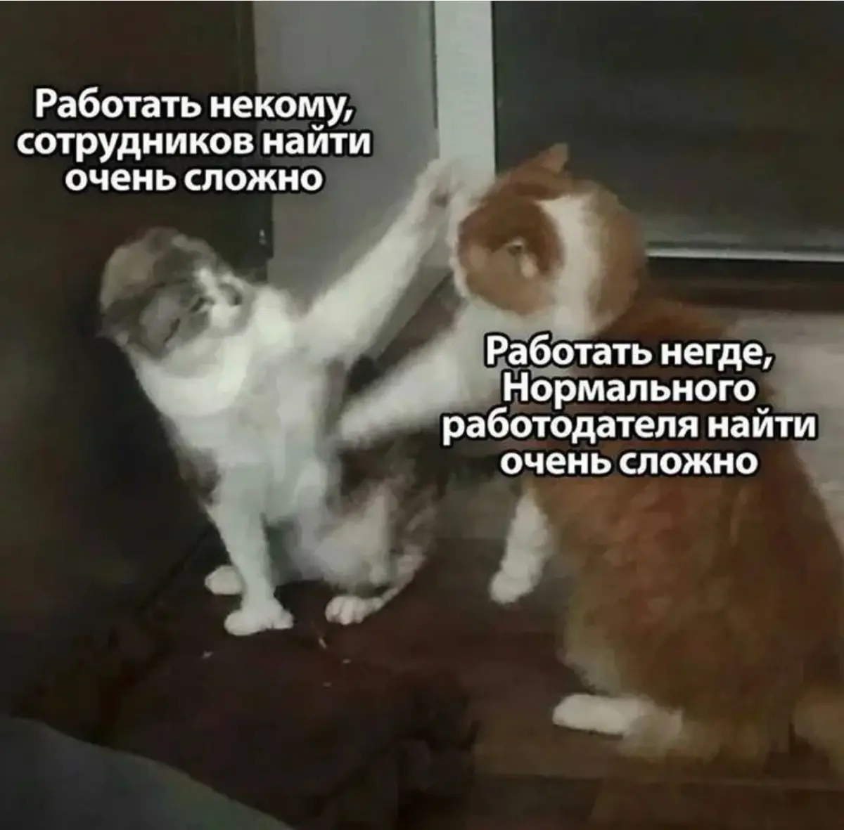 Вечная диллема 🤣 | Сетка — социальная сеть от hh.ru