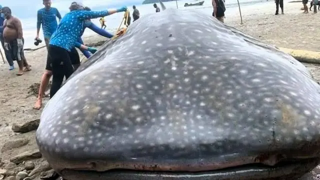 Шестиметровая акула выбросилась на берег Колумбии 🦈🌊 | Сетка — социальная сеть от hh.ru
