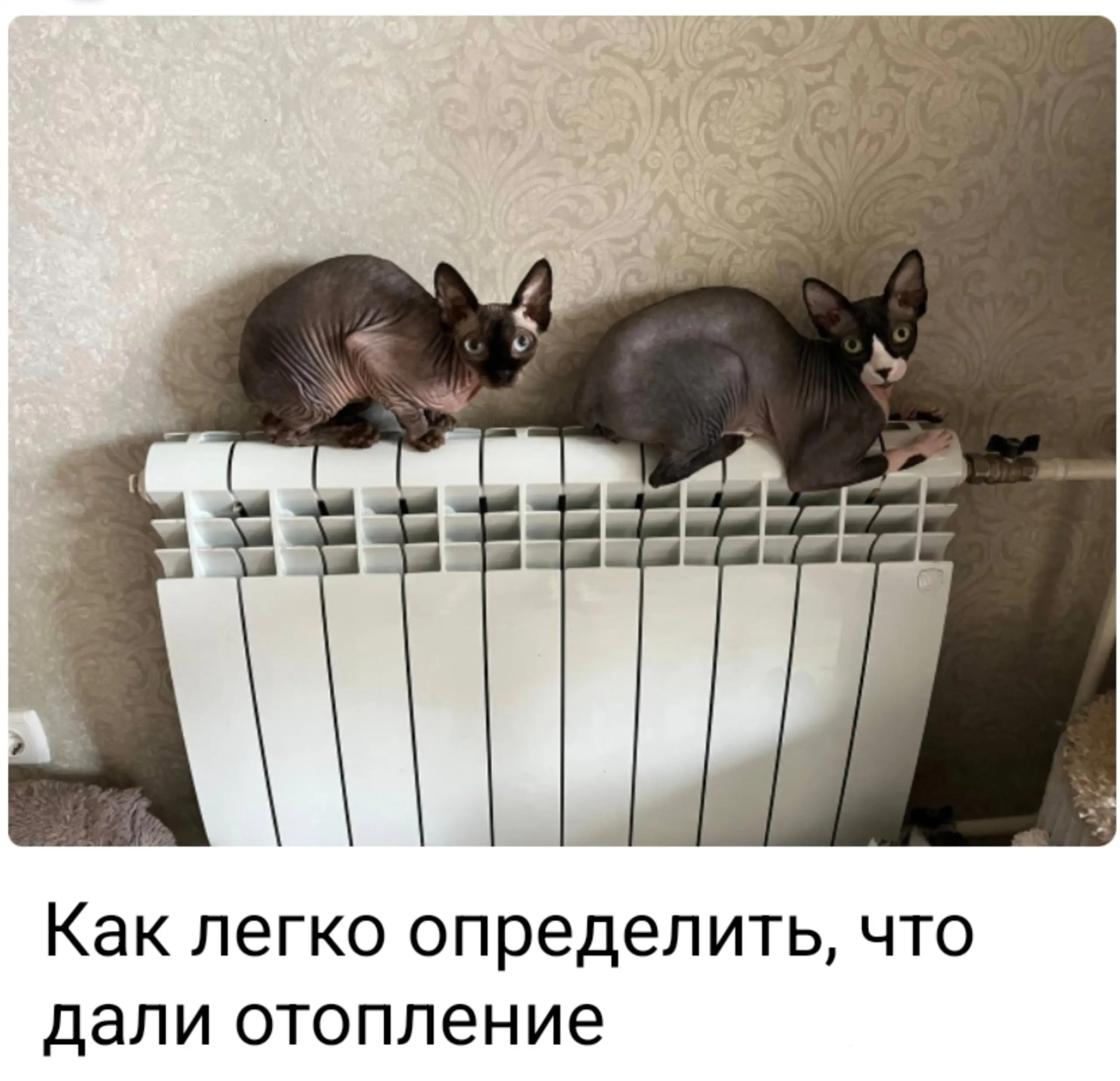 100% способ 😂
От любимого клиента Вали ❤️
БЛОГ В ТГ / БЛОГ В MAX
#Юмор #Коты
В этом посте были ссылки, но мы их удалили по правилам Сетки | Сетка — социальная сеть от hh.ru