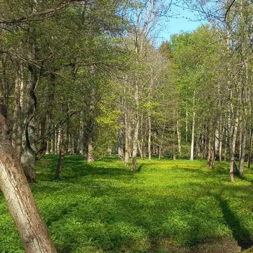 Shaxlo Hashimova