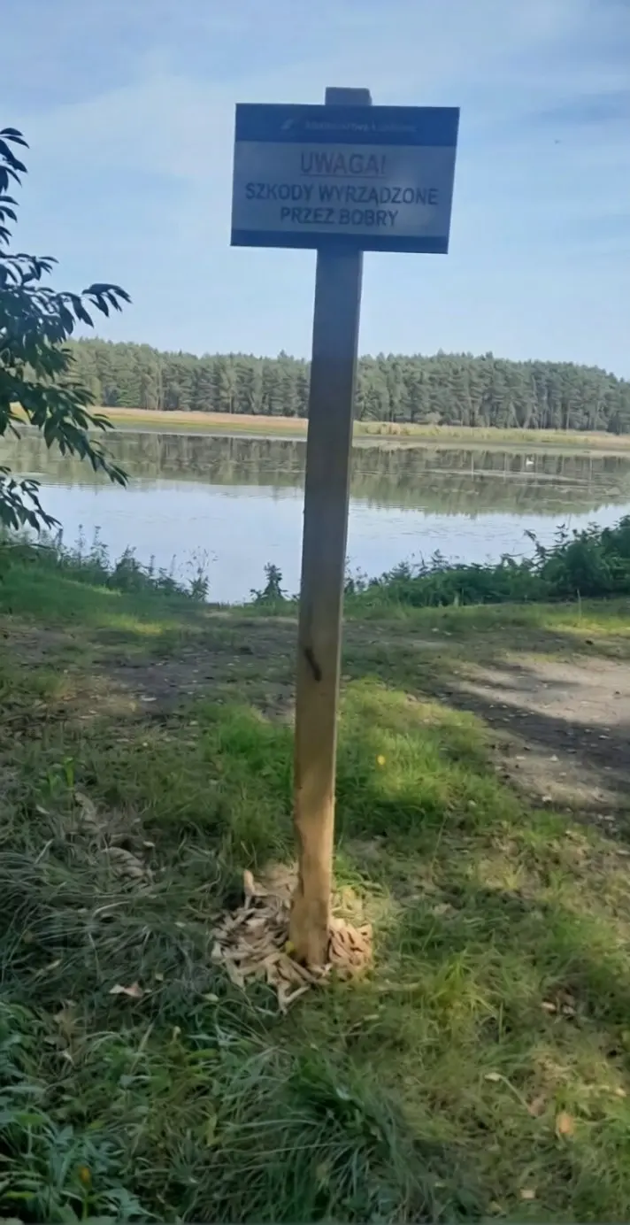 О, курва: польские бобры подняли бунт и пошли против властей
Лесники установили у пруда предупреждающую табличку о том, что местные бобры активно валят деревья и роют норы под дорогами | Сетка — социальная сеть от hh.ru