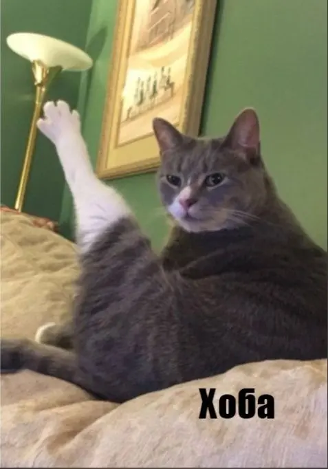 comment image