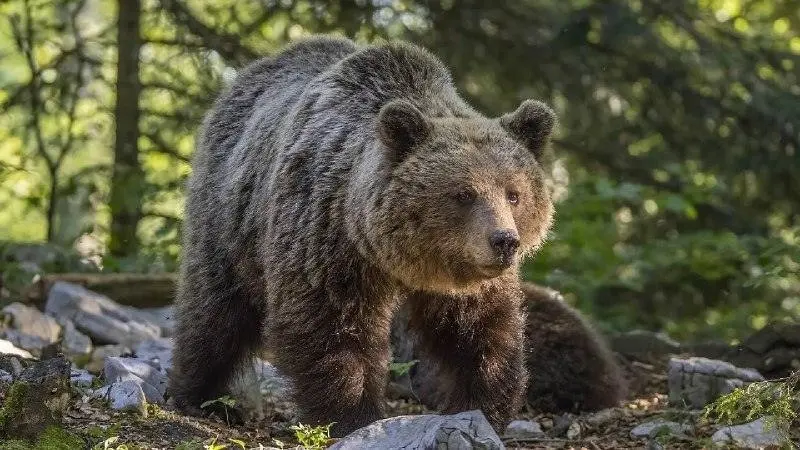 Телефон спас школьника от медведя на Алтае 📱🐻 | Сетка — социальная сеть от hh.ru