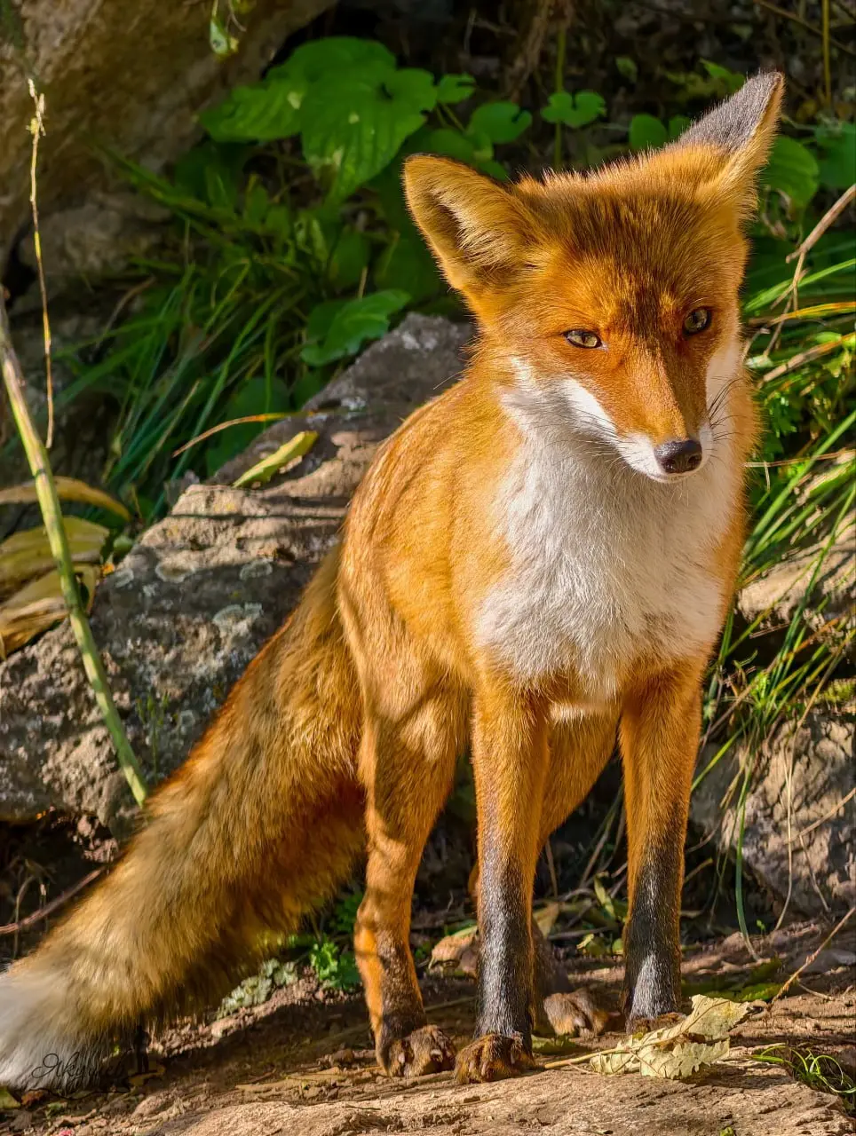 🦊 Турист поднялся на Бештау ради красивых видов, но в итоге стал личным фотографом местной фотомодели
Рыжая лисица уверенно позировала перед камерой и явно знала, как привлечь внимание | Сетка — социальная сеть от hh.ru