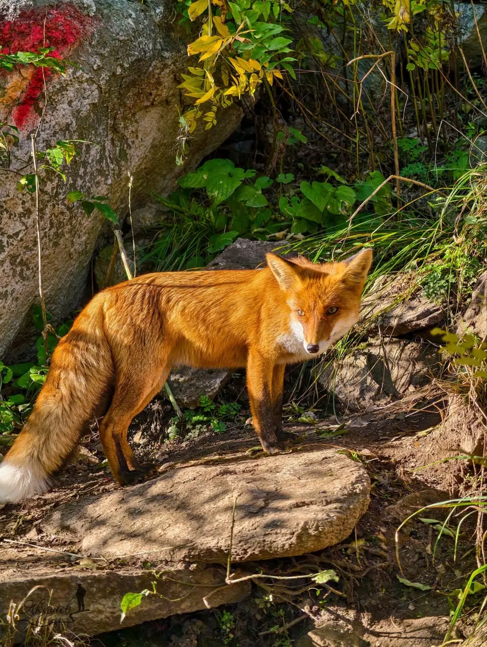 🦊 Турист поднялся на Бештау ради красивых видов, но в итоге стал личным фотографом местной фотомодели
Рыжая лисица уверенно позировала перед камерой и явно знала, как привлечь внимание | Сетка — социальная сеть от hh.ru
