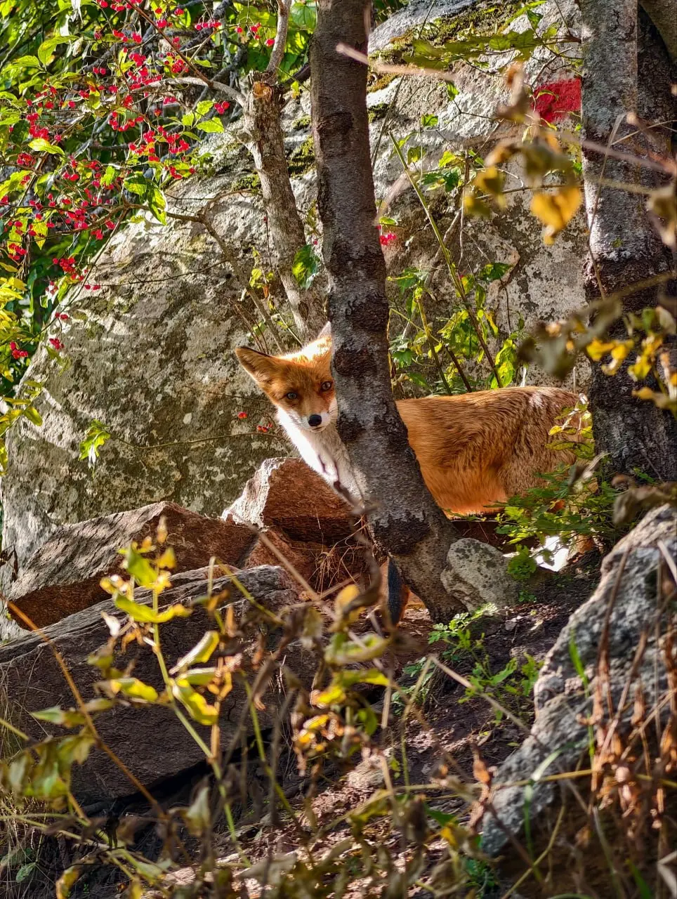 🦊 Турист поднялся на Бештау ради красивых видов, но в итоге стал личным фотографом местной фотомодели
Рыжая лисица уверенно позировала перед камерой и явно знала, как привлечь внимание | Сетка — социальная сеть от hh.ru