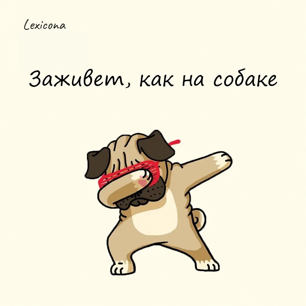Заживет, как на собаке
Фразеологизм придумали наши давние предки. Живя во времена отсутствия технологий и медицины, они удивлялись, что собаки зализывают раны и они от этого быстро заживают | Сетка — социальная сеть от hh.ru