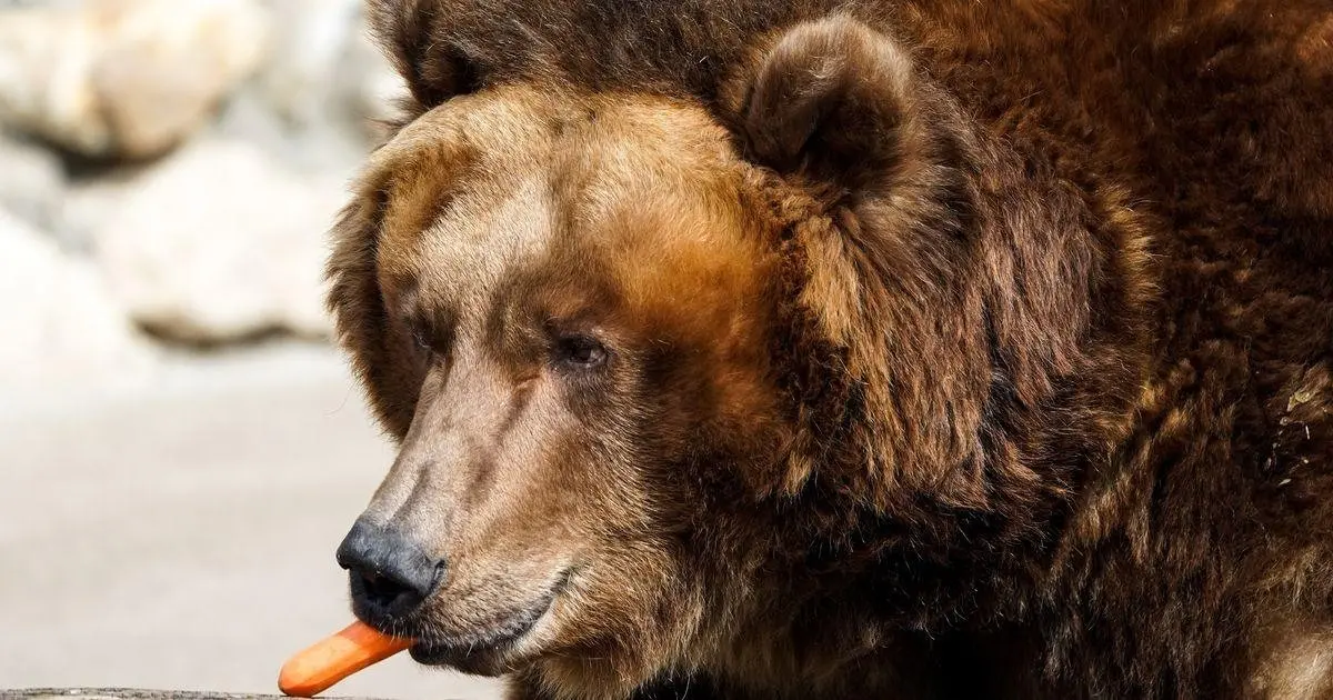 Медведь на 500 кг терроризировал район под Новосибирском 🐻⚡ | Сетка — социальная сеть от hh.ru