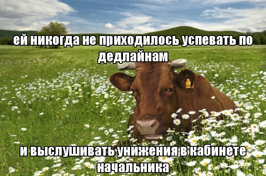 Я использую свою Сетку как мем паблик | Сетка — социальная сеть от hh.ru