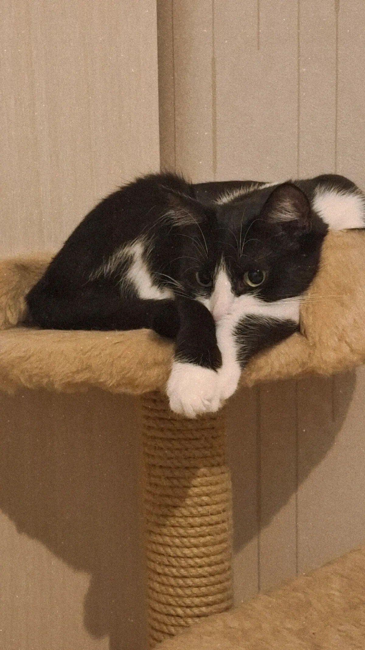 Делитесь фотками пушистиков (и не только) 🐾 | Сетка — социальная сеть от hh.ru