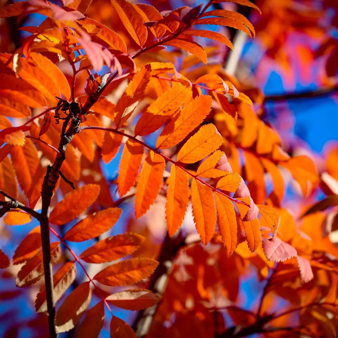 Осень, осень, ну давай у листьев спросим 🍁🍂
Ловим последние солнечные деньки и наслаждаемся красочными осенними пейзажами наших предприятий!🧡 | Сетка — социальная сеть от hh.ru