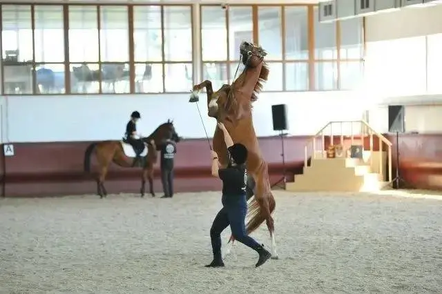🐎 В Ессентуках откроют первый инклюзивный конный театр
4 ноября в центре иппотерапии «Целебный Ессентуки» состоится открытие инклюзивного конного театра | Сетка — социальная сеть от hh.ru