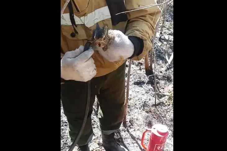 Пожарные спасли зайчонка в Иркутской области прямо из огня 🐰 | Сетка — социальная сеть от hh.ru