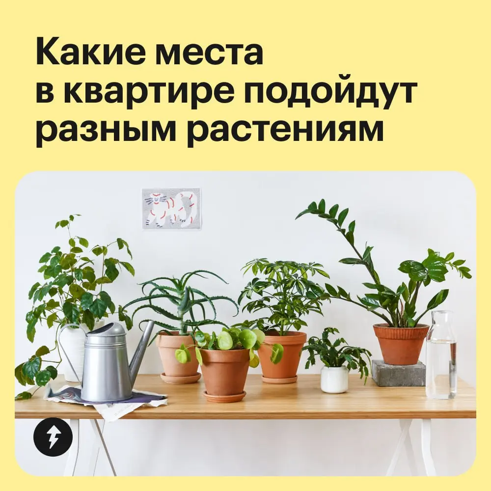 Обстановка по фэн-шую уже не в тренде, так что расставляем по квартире растения в зависимости от их потребности в солнце 🌸 | Сетка — социальная сеть от hh.ru