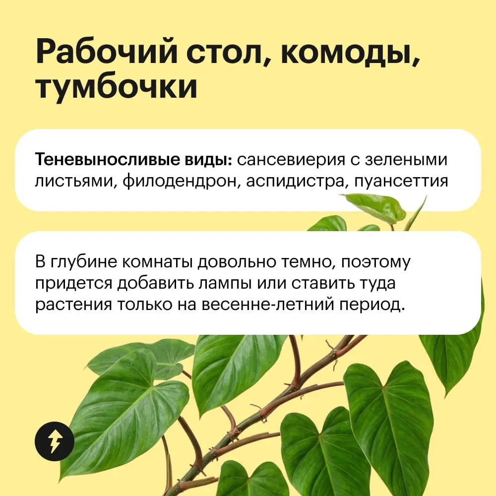 Обстановка по фэн-шую уже не в тренде, так что расставляем по квартире растения в зависимости от их потребности в солнце 🌸 | Сетка — социальная сеть от hh.ru