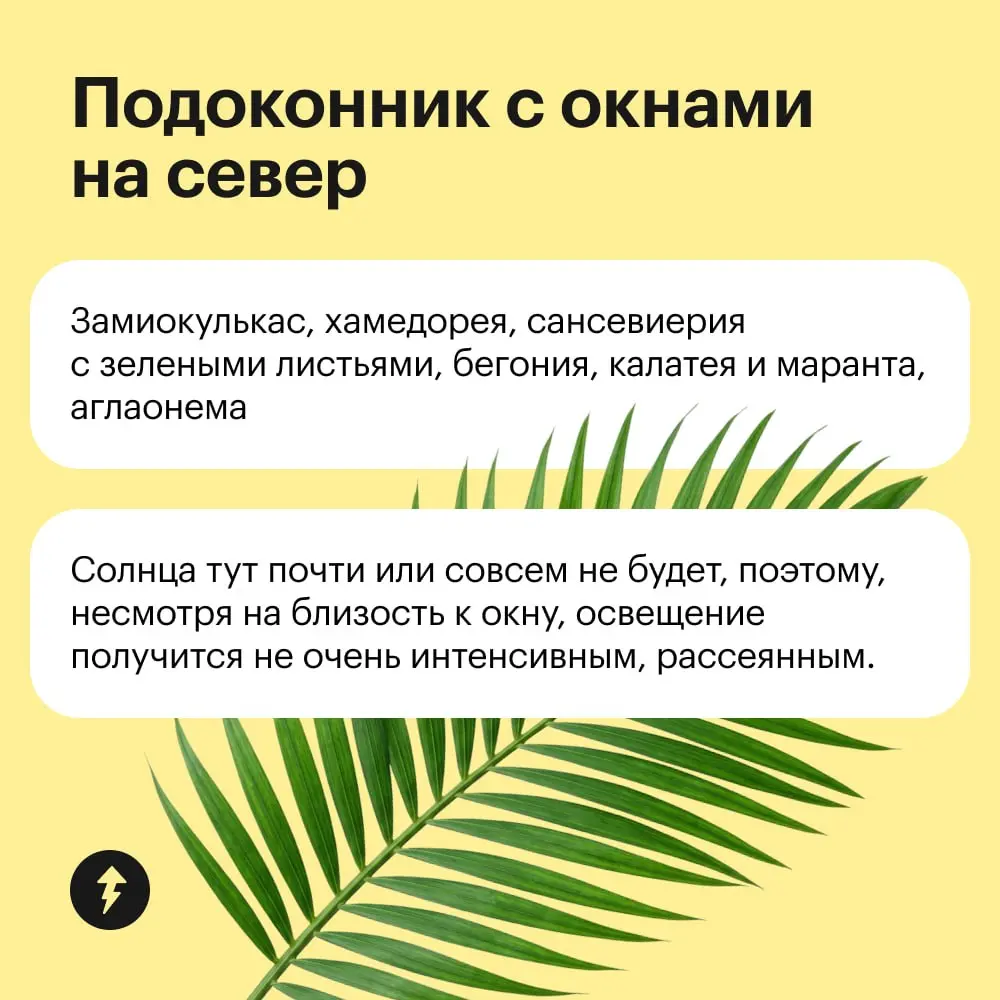 Обстановка по фэн-шую уже не в тренде, так что расставляем по квартире растения в зависимости от их потребности в солнце 🌸 | Сетка — социальная сеть от hh.ru