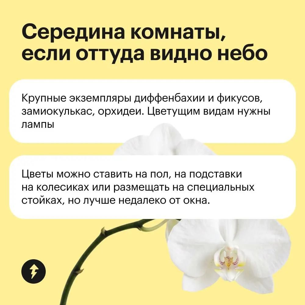 Обстановка по фэн-шую уже не в тренде, так что расставляем по квартире растения в зависимости от их потребности в солнце 🌸 | Сетка — социальная сеть от hh.ru