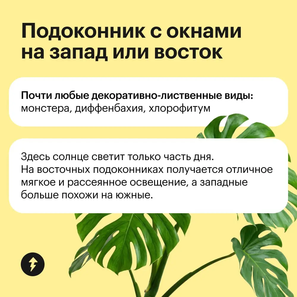 Обстановка по фэн-шую уже не в тренде, так что расставляем по квартире растения в зависимости от их потребности в солнце 🌸 | Сетка — социальная сеть от hh.ru