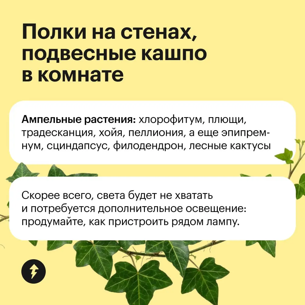 Обстановка по фэн-шую уже не в тренде, так что расставляем по квартире растения в зависимости от их потребности в солнце 🌸 | Сетка — социальная сеть от hh.ru