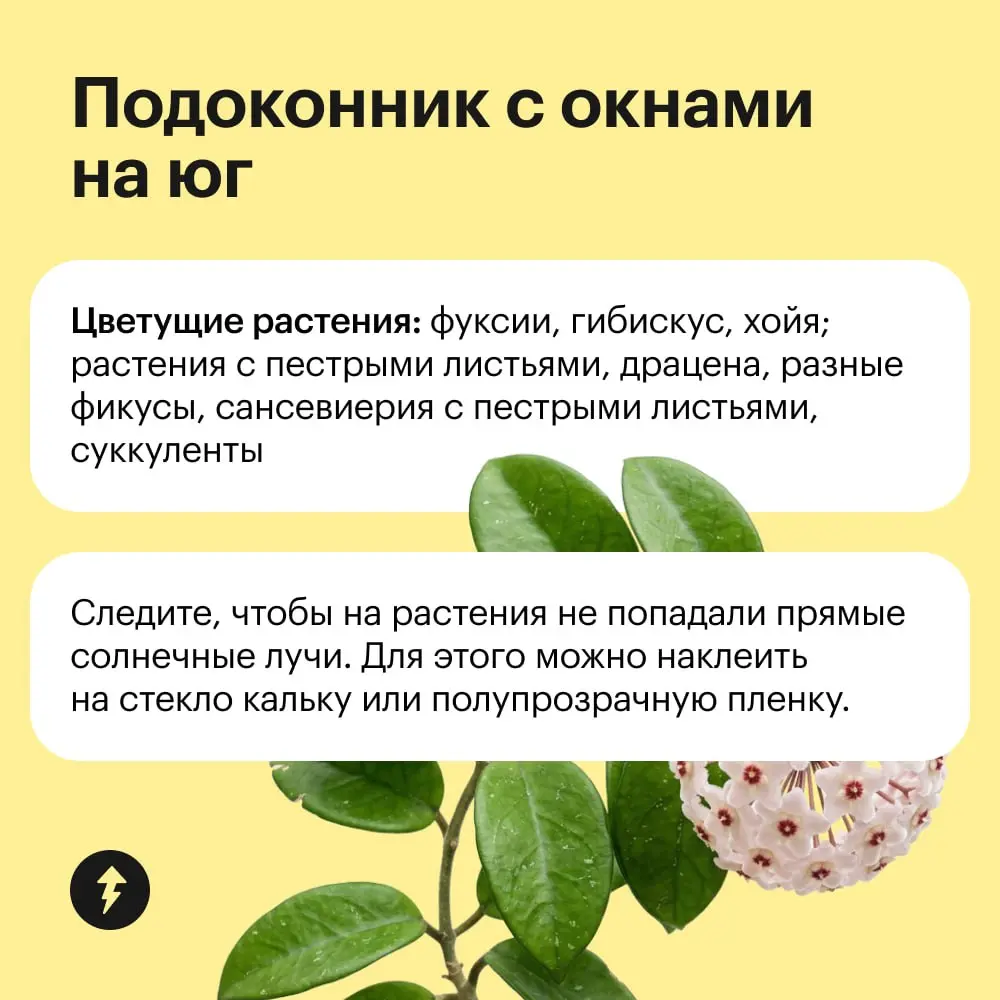 Обстановка по фэн-шую уже не в тренде, так что расставляем по квартире растения в зависимости от их потребности в солнце 🌸 | Сетка — социальная сеть от hh.ru