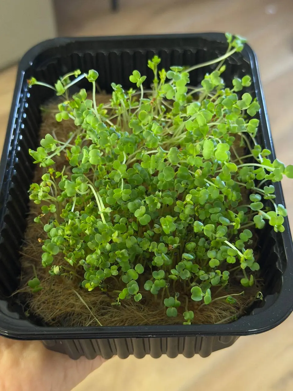 Моя микро-находка этой осени 🌱
Всего щепотка — и блюдо сразу приобретает вид как из ресторана. Добавляю её в салаты, к яйцам, на сэндвич — и день сразу кажется чуточку светлее | Сетка — социальная сеть от hh.ru