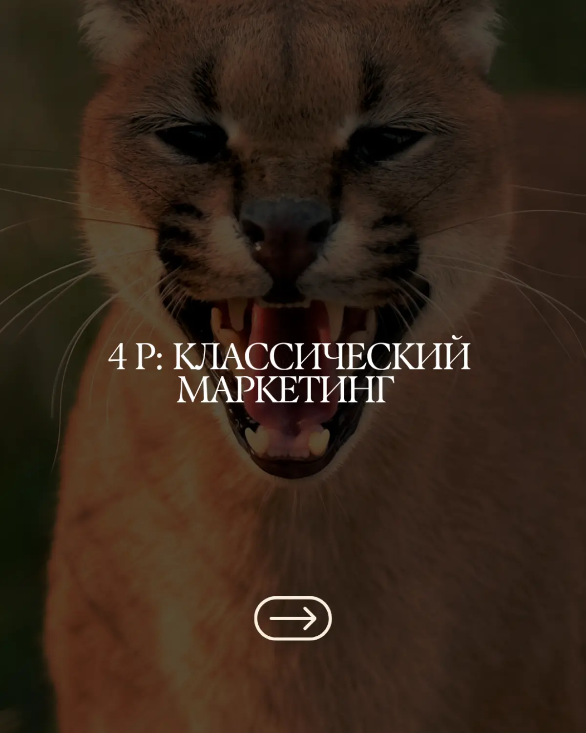 4P #marketing | Сетка — социальная сеть от hh.ru