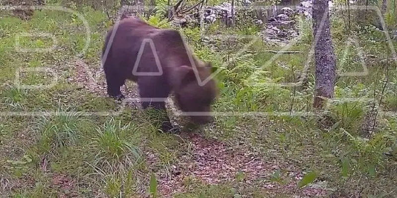 Медведи мигрируют из России в Финляндию: что происходит 🐻🌲 | Сетка — социальная сеть от hh.ru