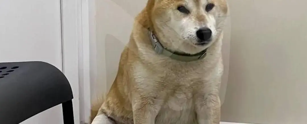 Пес Стив борется с опухолью: цена спасения легенды 🐕💔 | Сетка — социальная сеть от hh.ru