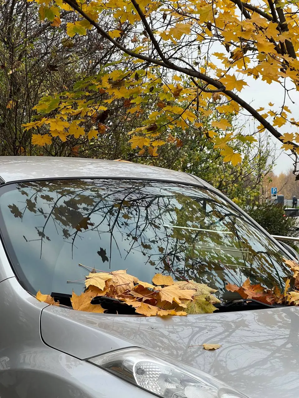 продолжаю ловить осень и исследовать Москву 🍂
выбиралась на прошлых выходных в Кусково, а на этих в Крылатское
оба места заслуживают внимания, но если нигде не были, то однозначно советую Кусково!!!
т... | Сетка — социальная сеть от hh.ru
