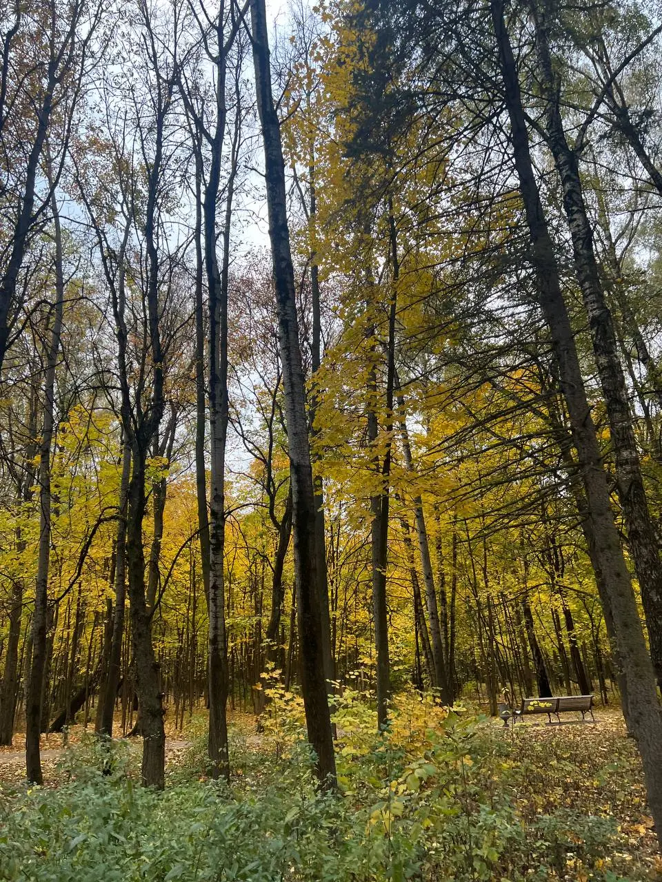 продолжаю ловить осень и исследовать Москву 🍂
выбиралась на прошлых выходных в Кусково, а на этих в Крылатское
оба места заслуживают внимания, но если нигде не были, то однозначно советую Кусково!!!
т... | Сетка — социальная сеть от hh.ru