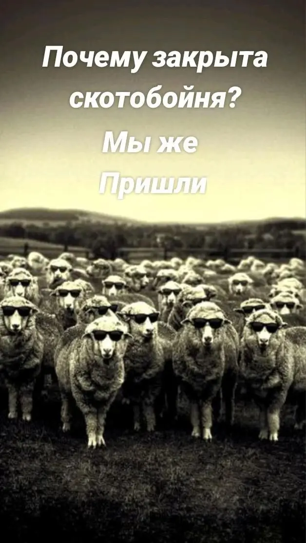Скотобойня | Сетка — социальная сеть от hh.ru