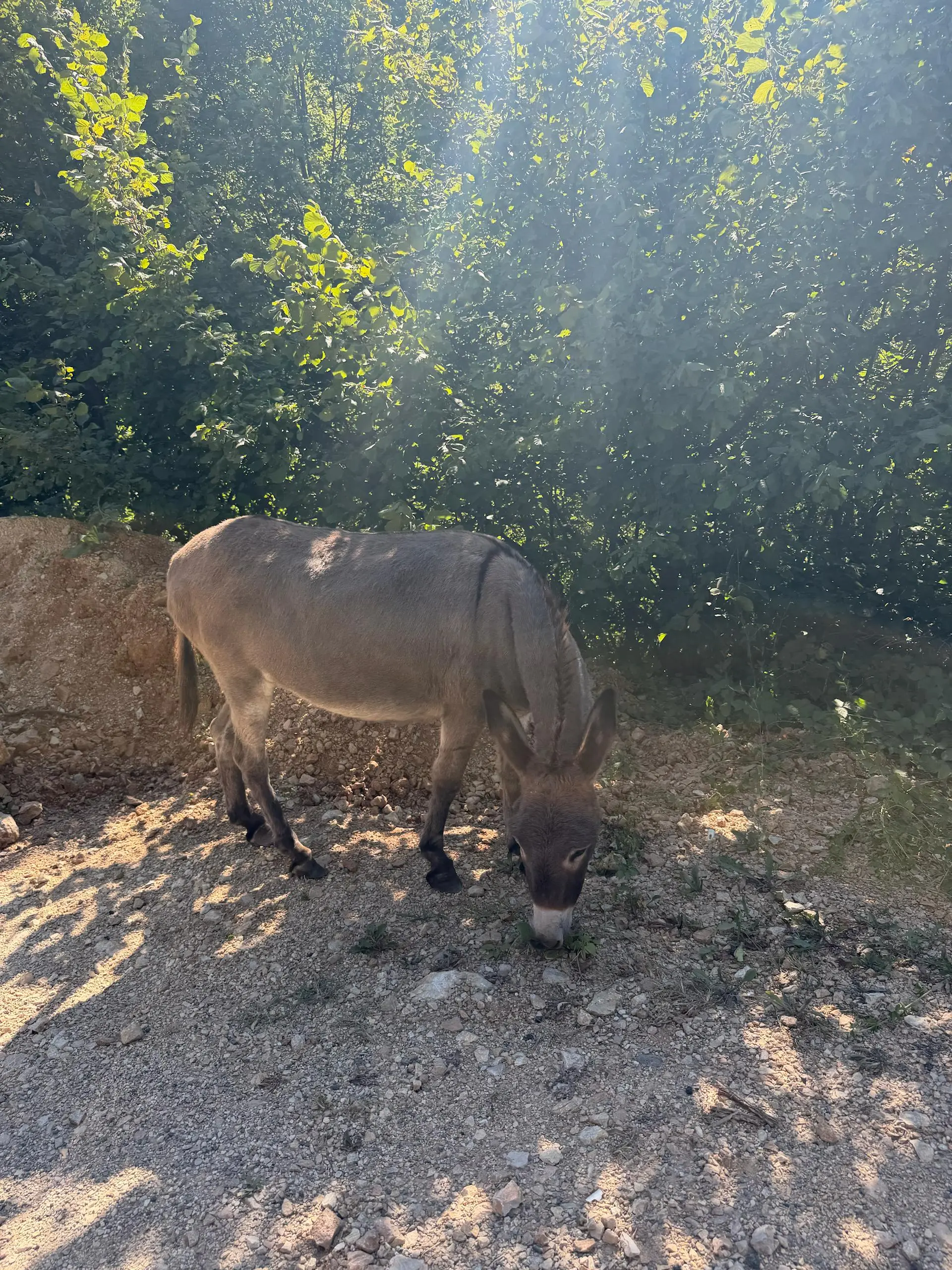 🇲🇪 Покидая Piva 🍺
Ну какой же вайб кататься на машине по балканам! Наверное, на другом транспорте можно это всё возненавидеть, проверять я это не буду конечно же | Сетка — социальная сеть от hh.ru