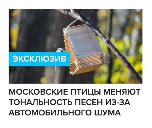 А в остальных регионах, что с птичьим шоу-бизом? | Сетка — социальная сеть от hh.ru