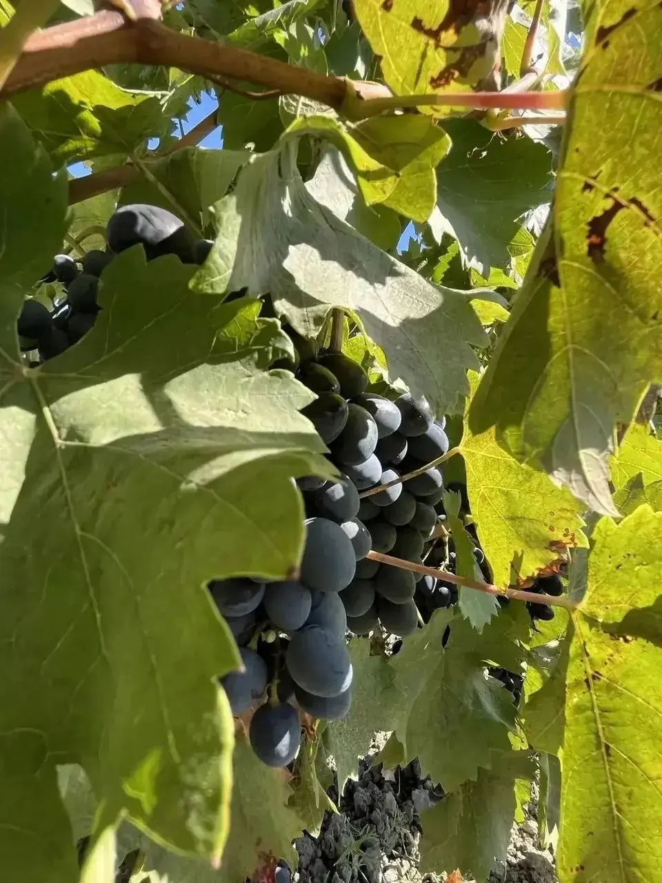 🍇 На Ставрополье собрали уже 27 тыс. тонн винограда
Это на 8% больше, чем за аналогичный период прошлого года. Уборка урожая продолжается, сообщили в краевом минсельхозе | Сетка — социальная сеть от hh.ru
