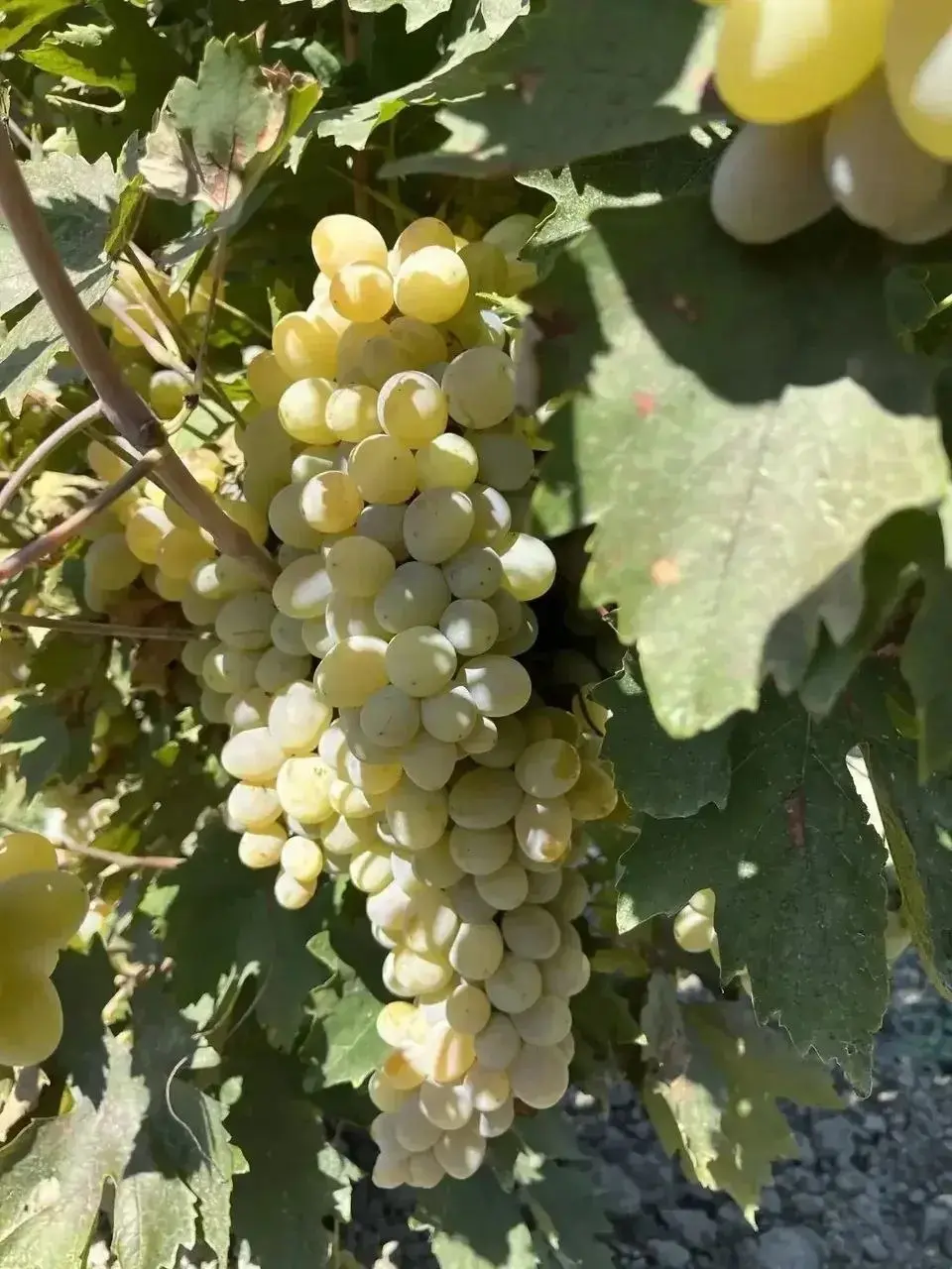 🍇 На Ставрополье собрали уже 27 тыс. тонн винограда
Это на 8% больше, чем за аналогичный период прошлого года. Уборка урожая продолжается, сообщили в краевом минсельхозе | Сетка — социальная сеть от hh.ru
