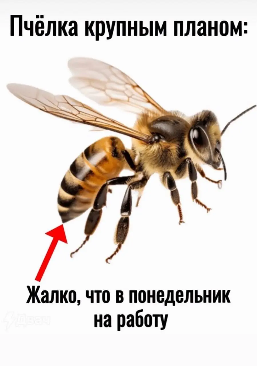 А пока на горизонте пятница😃🐝 | Сетка — социальная сеть от hh.ru