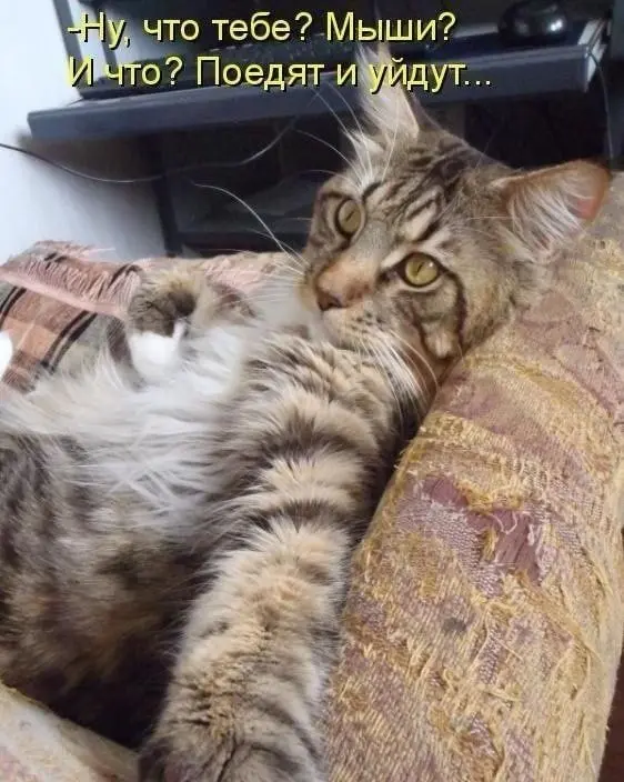 Незачем переживать 😂
БЛОГ В ТГ / БЛОГ В MAX
#Юмор #Коты
В этом посте были ссылки, но мы их удалили по правилам Сетки | Сетка — социальная сеть от hh.ru