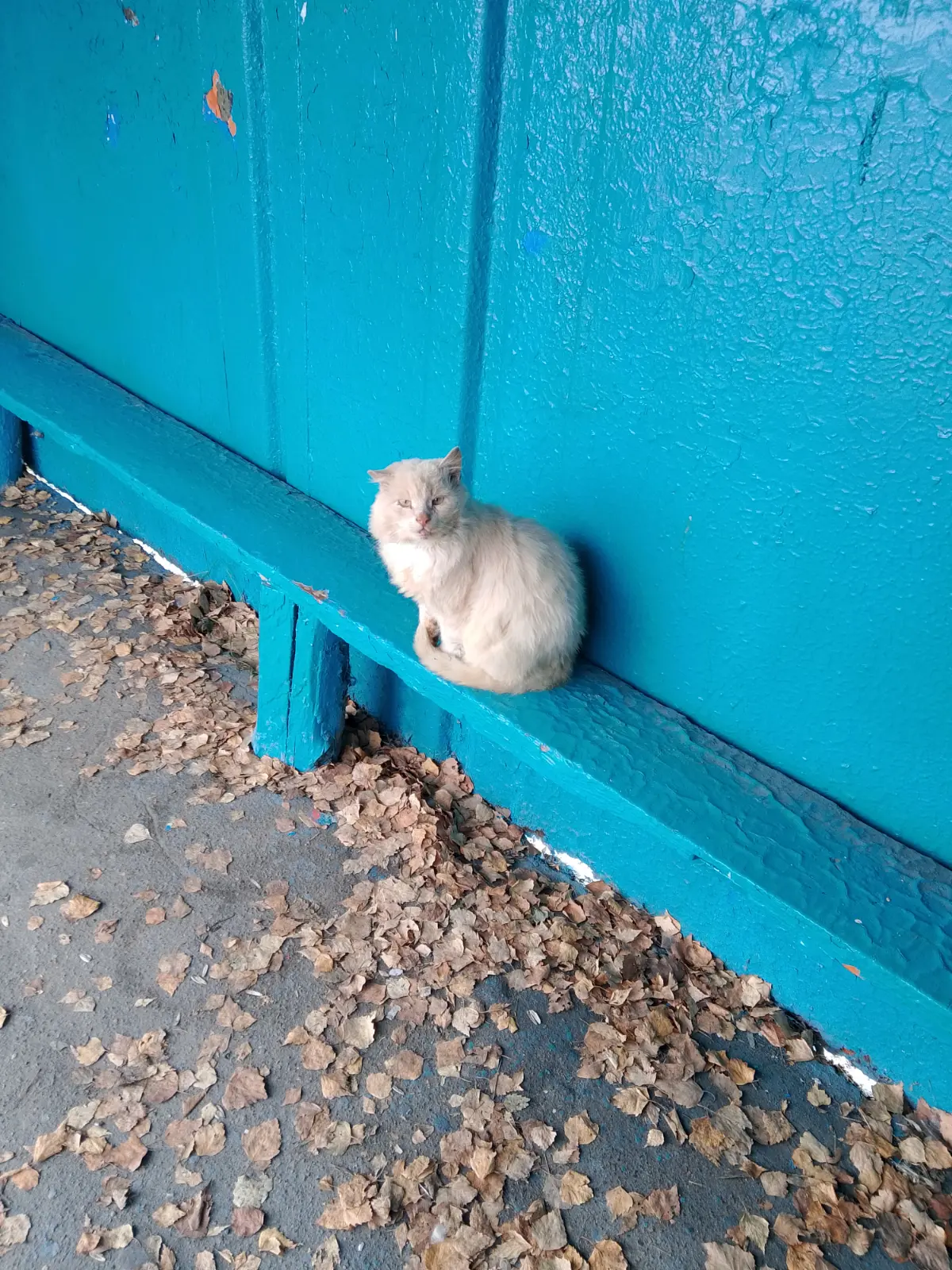 Нужна помощь котику, живущему на районной автобусной остановке, голодает, передняя лапка повреждена. Если есть Живая Душа 🙏🙏🙏+79919286075 Самария Бореславовна Г. | Сетка — социальная сеть от hh.ru