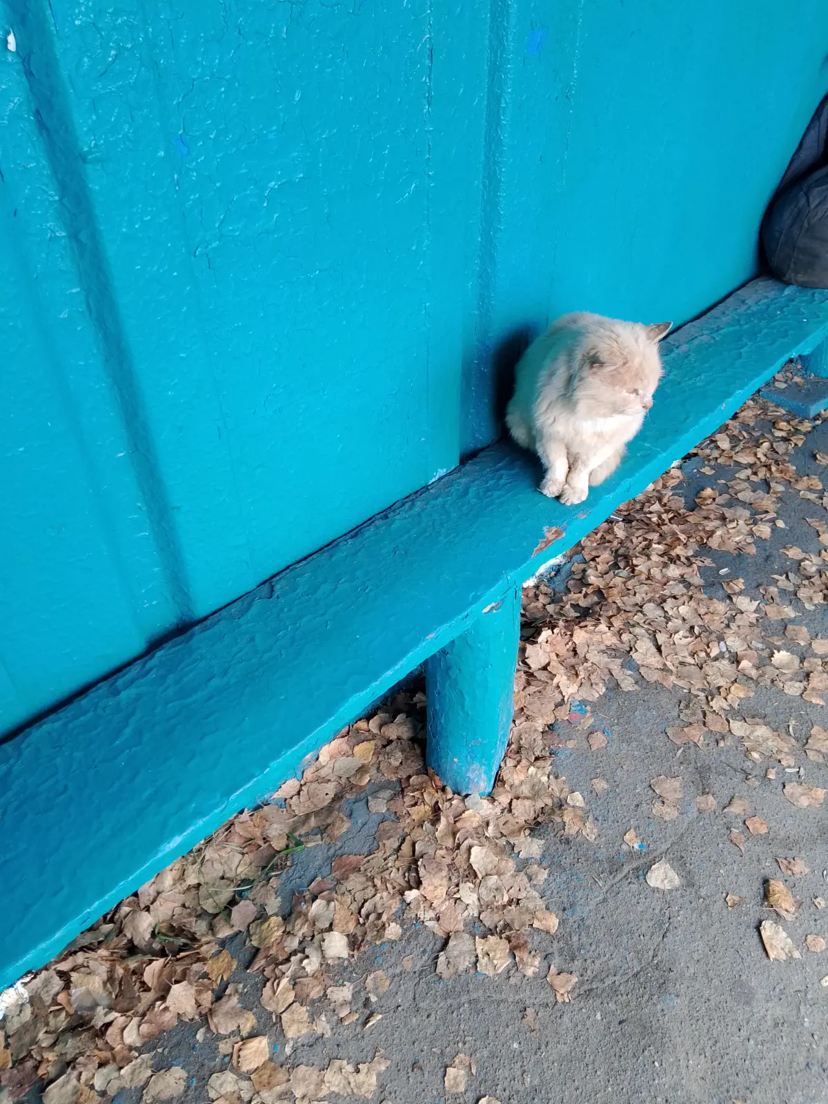 Нужна помощь котику, живущему на районной автобусной остановке, голодает, передняя лапка повреждена. Если есть Живая Душа 🙏🙏🙏+79919286075 Самария Бореславовна Г. | Сетка — социальная сеть от hh.ru