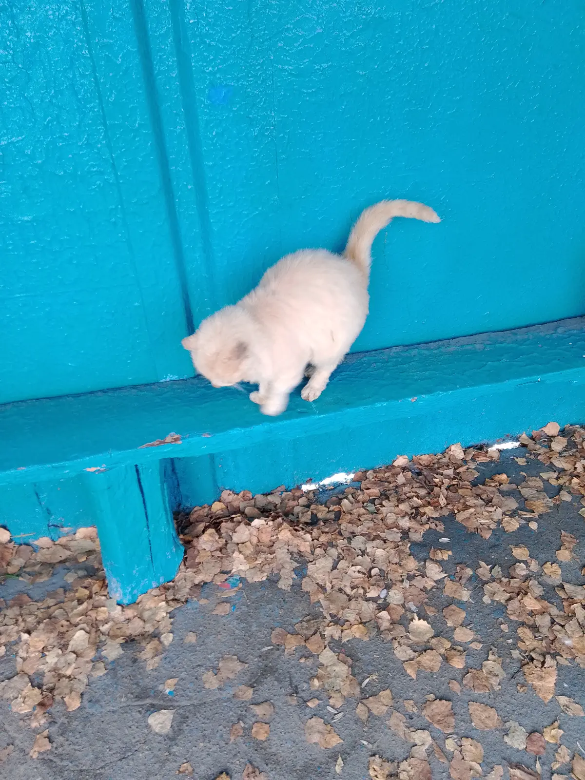 Нужна помощь котику, живущему на районной автобусной остановке, голодает, передняя лапка повреждена. Если есть Живая Душа 🙏🙏🙏+79919286075 Самария Бореславовна Г. | Сетка — социальная сеть от hh.ru