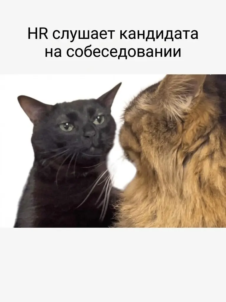 Фразы в переписке, после которых ваше резюме летит в корзину | Сетка — социальная сеть от hh.ru